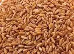 Bhalia Wheat