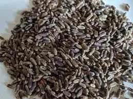 Black Wheat Seed