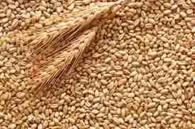 Durum Wheat