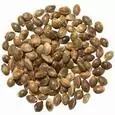 Hemp Seeds