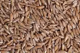 Khapli Wheat