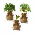 Plant Bag