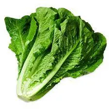 Romaine Lettuce