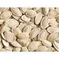 Squash Seed