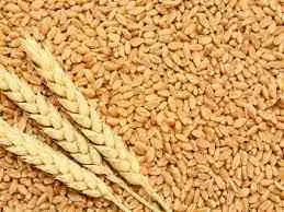 Wheat Grains