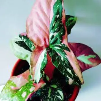 Red Syngonium Plant