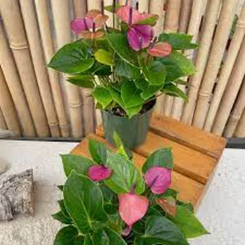 Pink Anthurium 