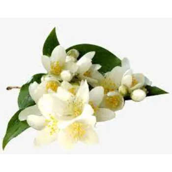 Decorative Jasmine Flowers