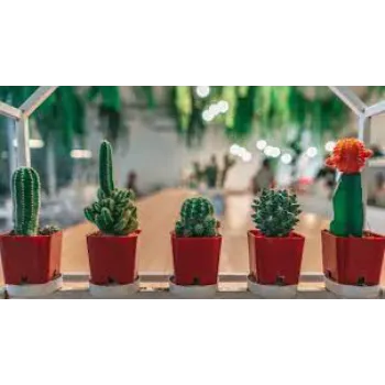 Best Cactus Plants