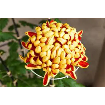 Rare Chrysanthemum Plant