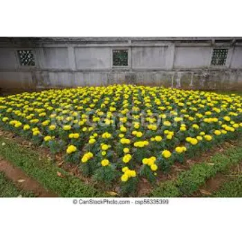 Fancy Marigold Flowers