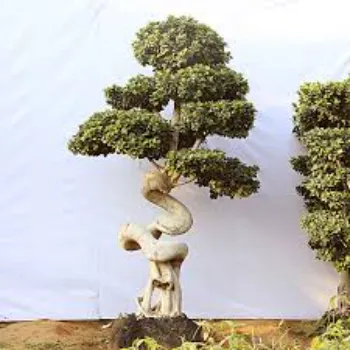 Great Bonsai Plants