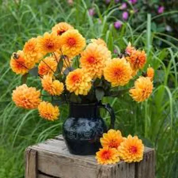 Best Dahlia Plant