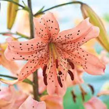 Peach Lily Flower