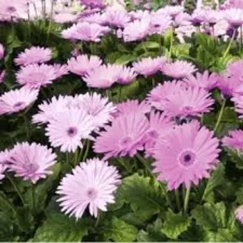 Lite Pink Gebera Flower