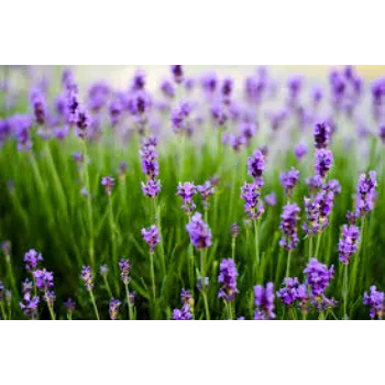 Modern Lavender Flower