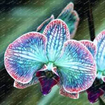 Best Orchids Flower