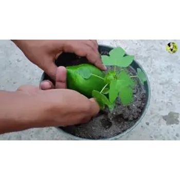 Garden Papaya Plant