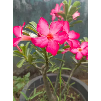 Adenium Plant