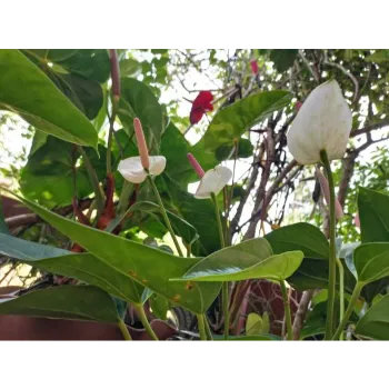  Anthurium Pot Plant