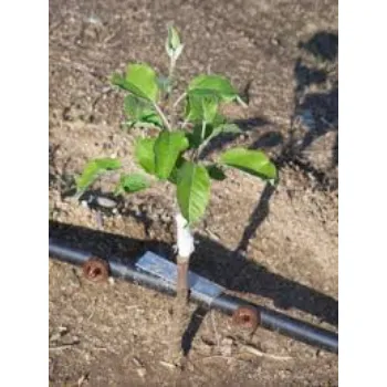 Apple Plant