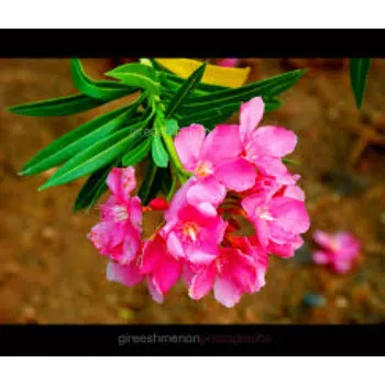 Organic Arali Flowers