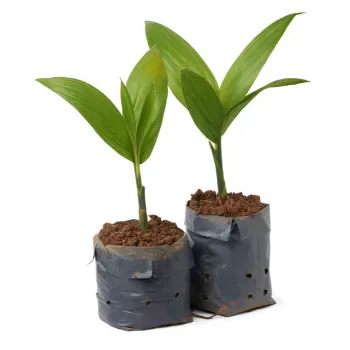 Areca Palm Plant