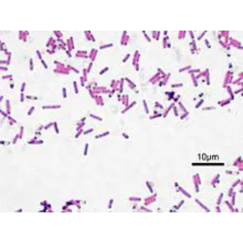  Bacillus Subtilis