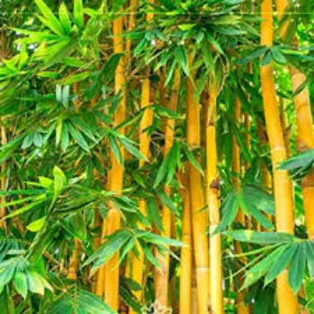 Natural Bamboo Plant