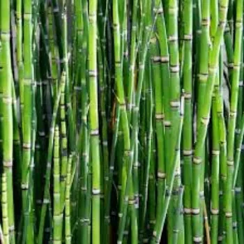 Common Bamboo Plant