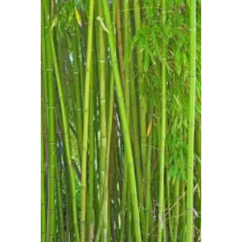 Fresh Bamboo Plant