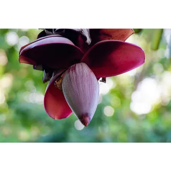 Banana Flower