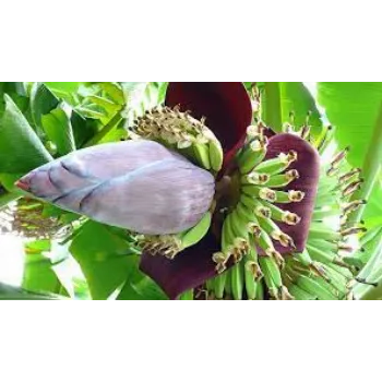 Fresh Banana Flower