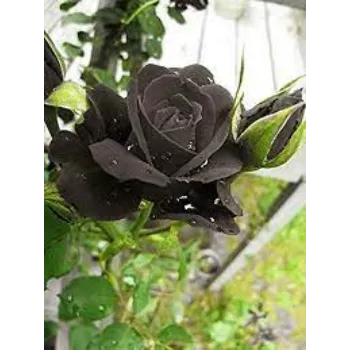 Fresh Black Rose  Flower