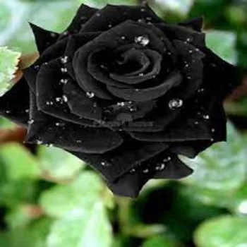 Organic Black Rose