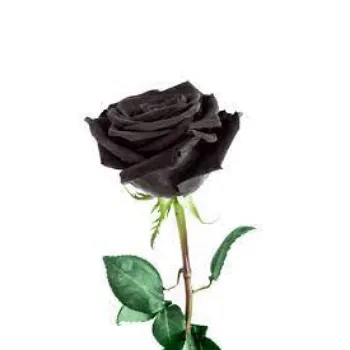 Fresh Black Rose Flowers