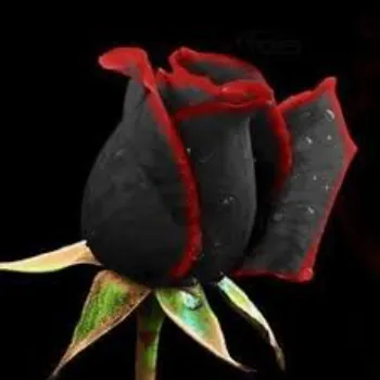 Black Rose