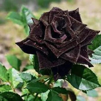 Fresh Black Rose 