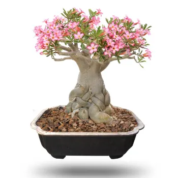 Bonsai Plants