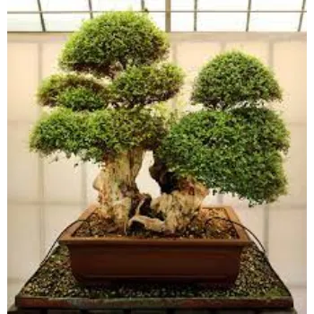 Natural Bonsai Plant