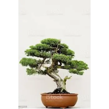 Natural Bonsai  Plant