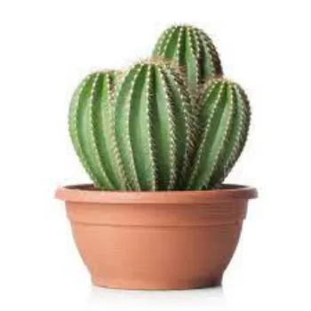 Fresh Cactus Plant