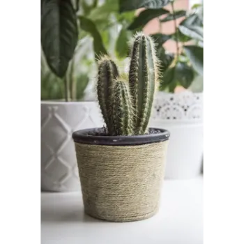 Cactus Pot Plant