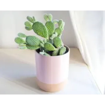 Natural Cactus Plant