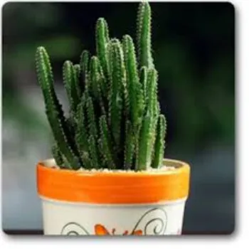 Fresh Cactus Plant