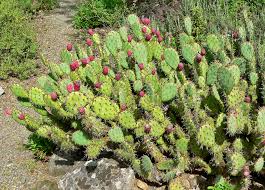 Opuntia  Cactus