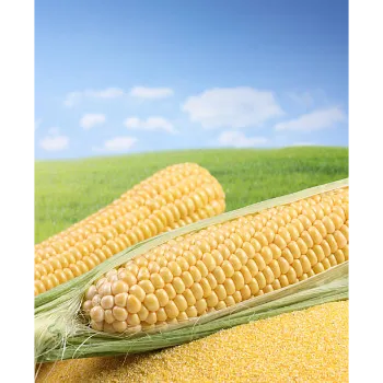 Fresh Organic Corn Flour