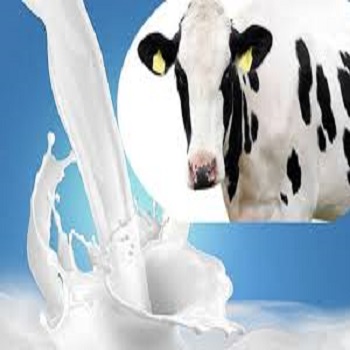 Fresh Cow Milk