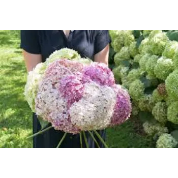 Organic Cut Flowers