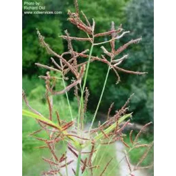 Natural Cyperus Rotundus  Plant